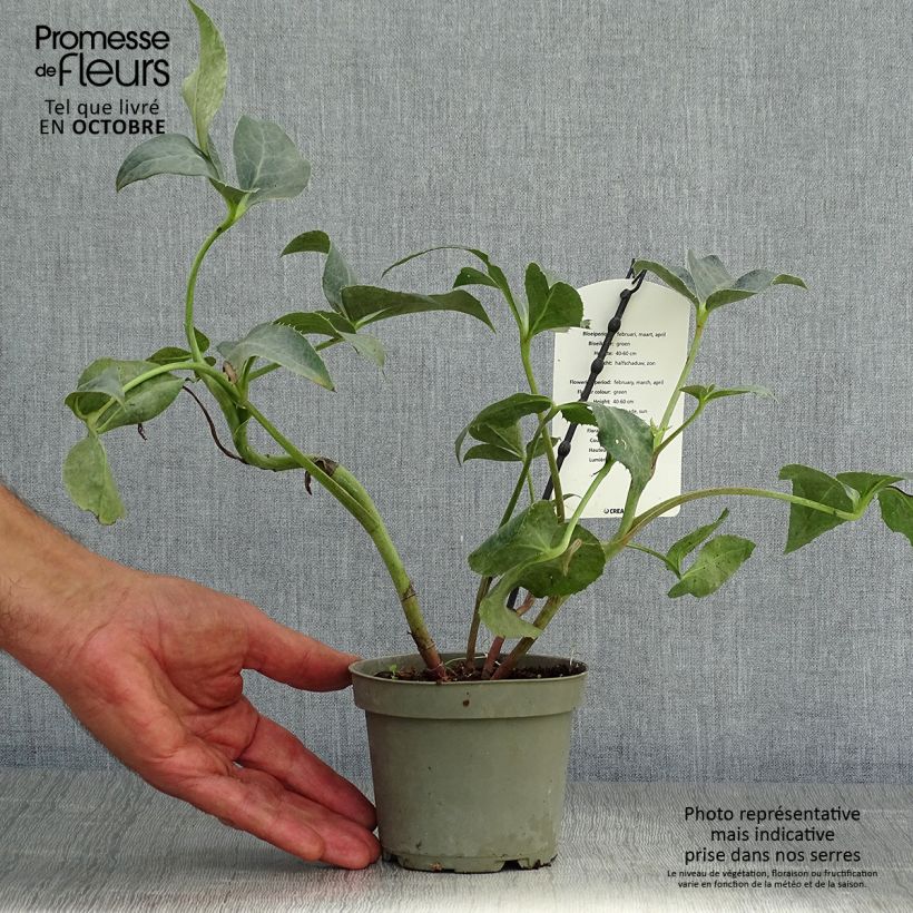 Esemplare di Helleborus sternii Remi - Elleboro Vaso da 1L/1,5L come consegnato in autunno