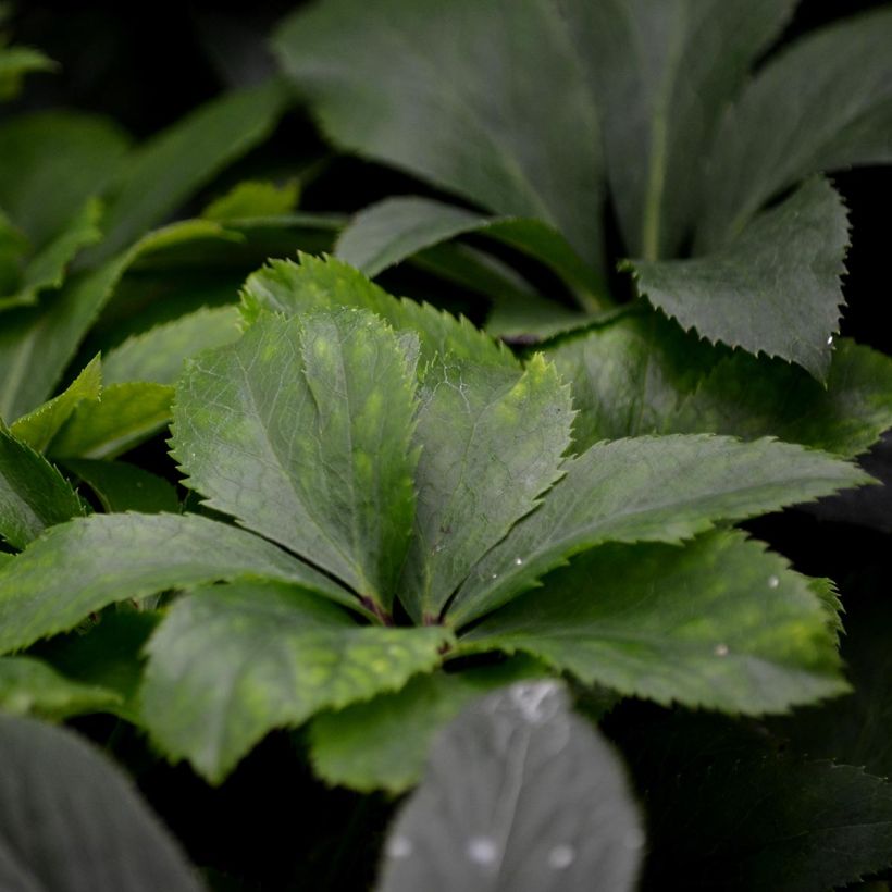 Helleborus torquatus - Elleboro (Fogliame)