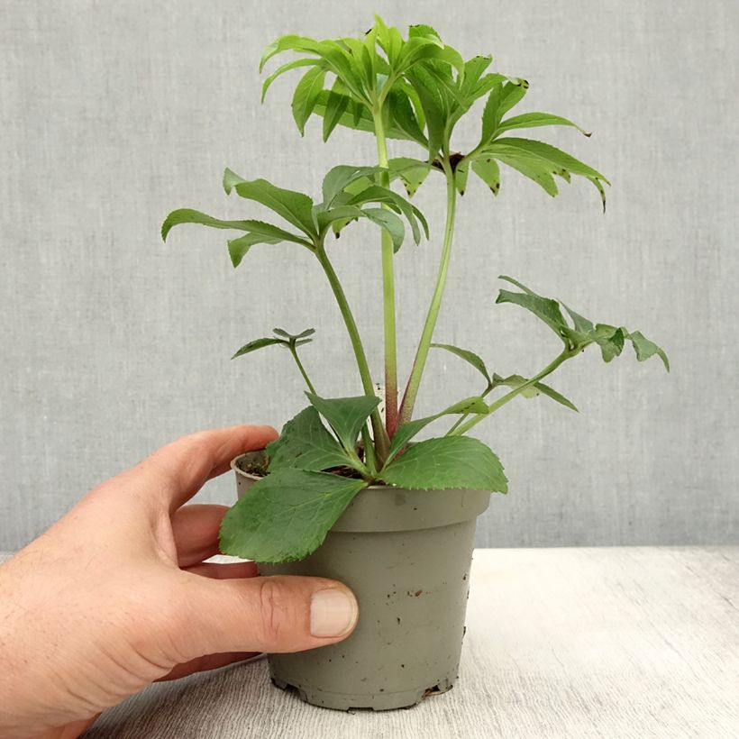 Esemplare di Helleborus torquatus Party Dress Hybriden - Elloboro Vaso da Ø 12 cm / 13 cm come consegnato in autunno
