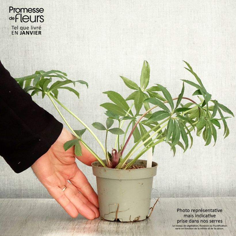 Helleborus torquatus Party Dress Hybriden - Elloboro Vaso da Ø 12 cm / 13 cm esemplare consegnato in inverno
