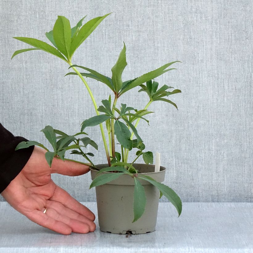 Helleborus torquatus Party Dress Hybriden - Elloboro Vaso da 1L/1,5L esemplare consegnato in primavera