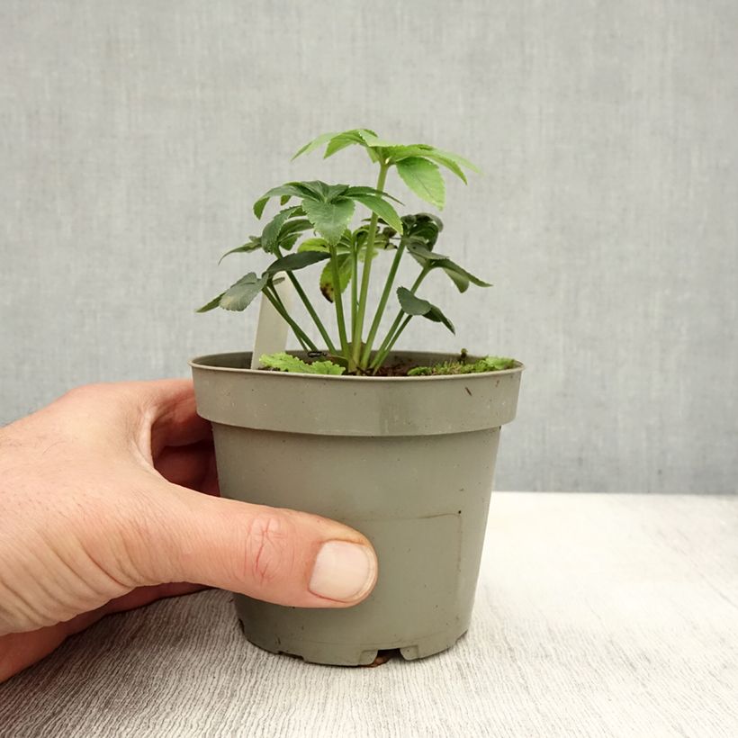 Esemplare di Helleborus torquatus - Elleboro Vaso da Ø 12 cm / 13 cm come consegnato in autunno
