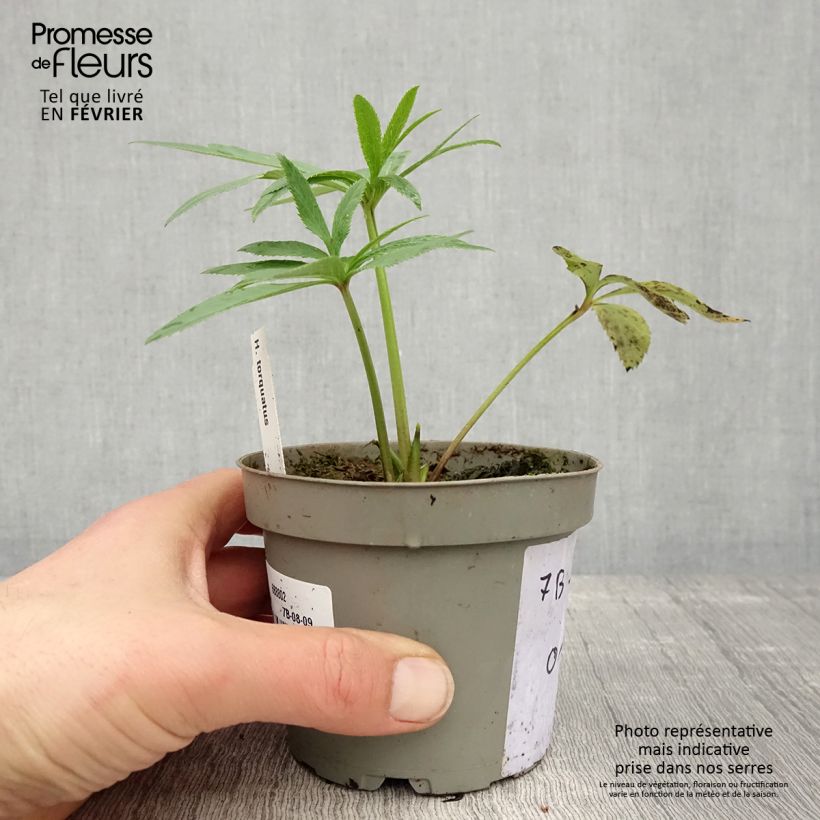 Helleborus torquatus - Elleboro Vaso da Ø 12 cm / 13 cm esemplare consegnato in inverno