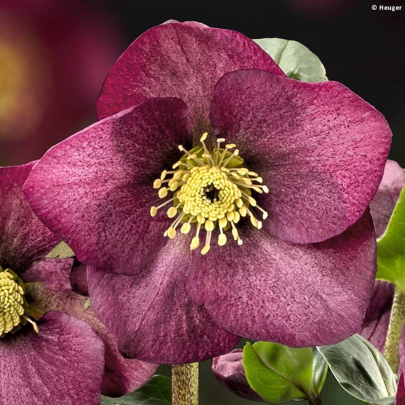 Helleborus lemperii HGC Leila - Elleboro (Fioritura)