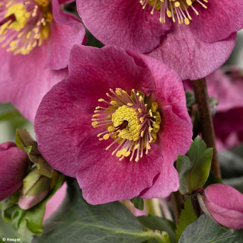 Helleborus lemperii HGC Lenia - Elleboro (Fioritura)