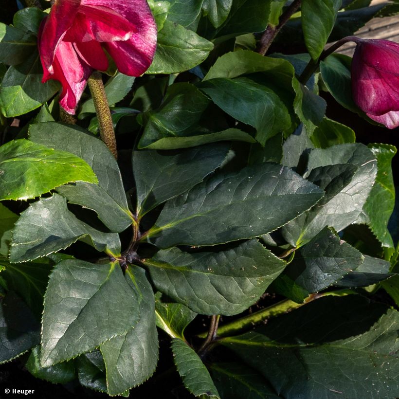 Helleborus lemperii HGC Leona - Elleboro (Fogliame)