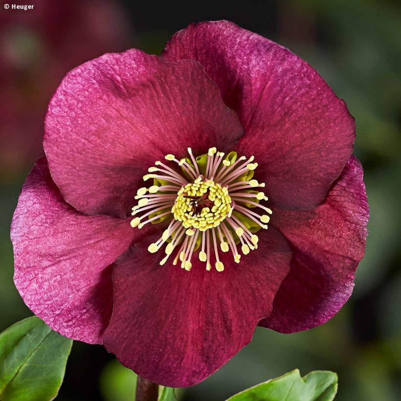 Helleborus lemperii HGC Leona - Elleboro (Fioritura)