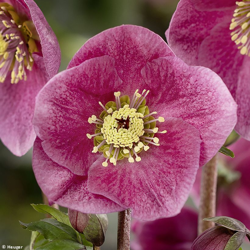 Helleborus lemperii HGC Liah - Elleboro (Fioritura)