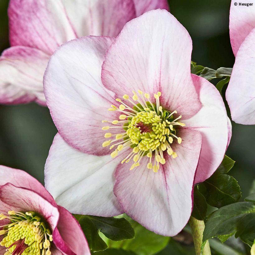 Helleborus lemperii HGC Liara - Elleboro (Fioritura)