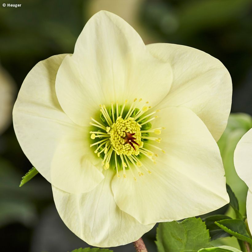 Helleborus lemperii HGC Linda - Elleboro (Fioritura)