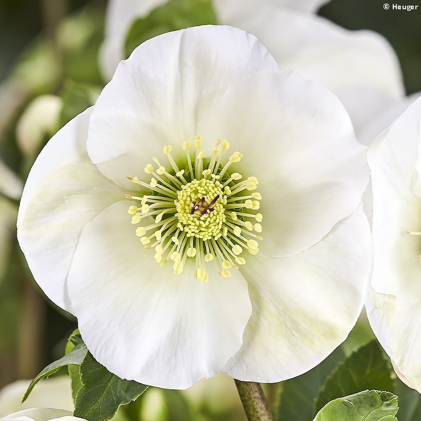 Helleborus lemperii HGC Linn - Elleboro (Fioritura)