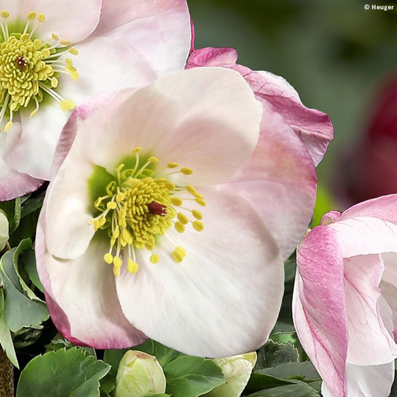 Helleborus lemperii HGC Lola - Elleboro (Fioritura)
