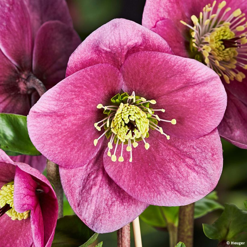 Helleborus lemperii HGC Lulu - Elleboro (Fioritura)