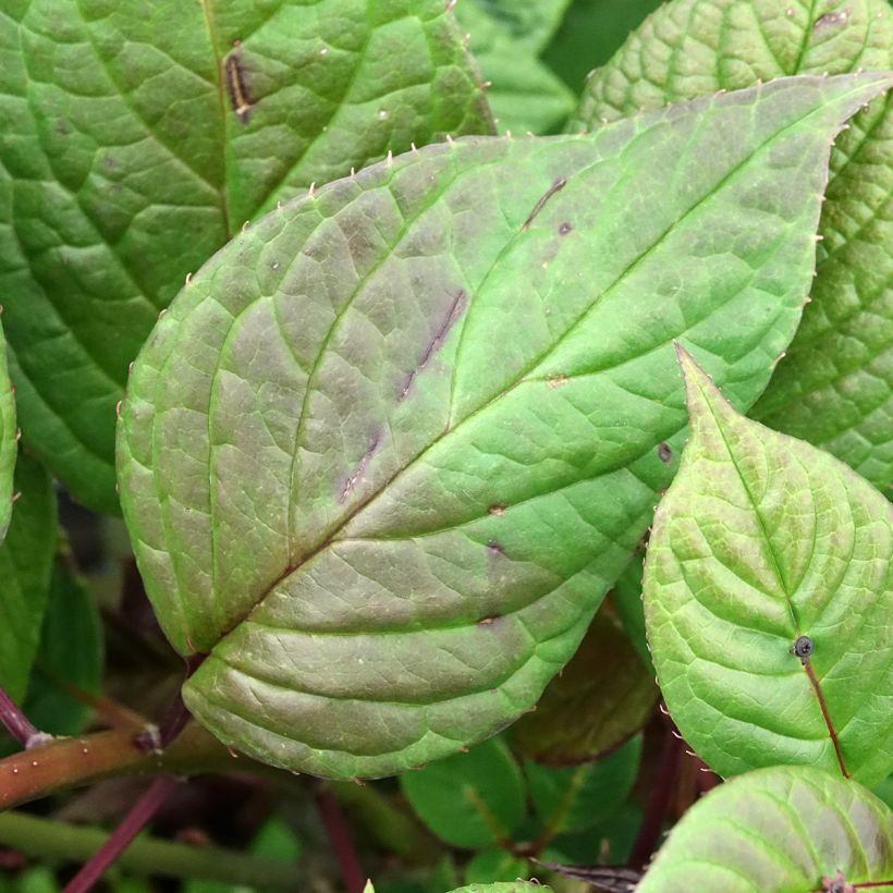 Helwingia japonica (Feminna) (Fogliame)