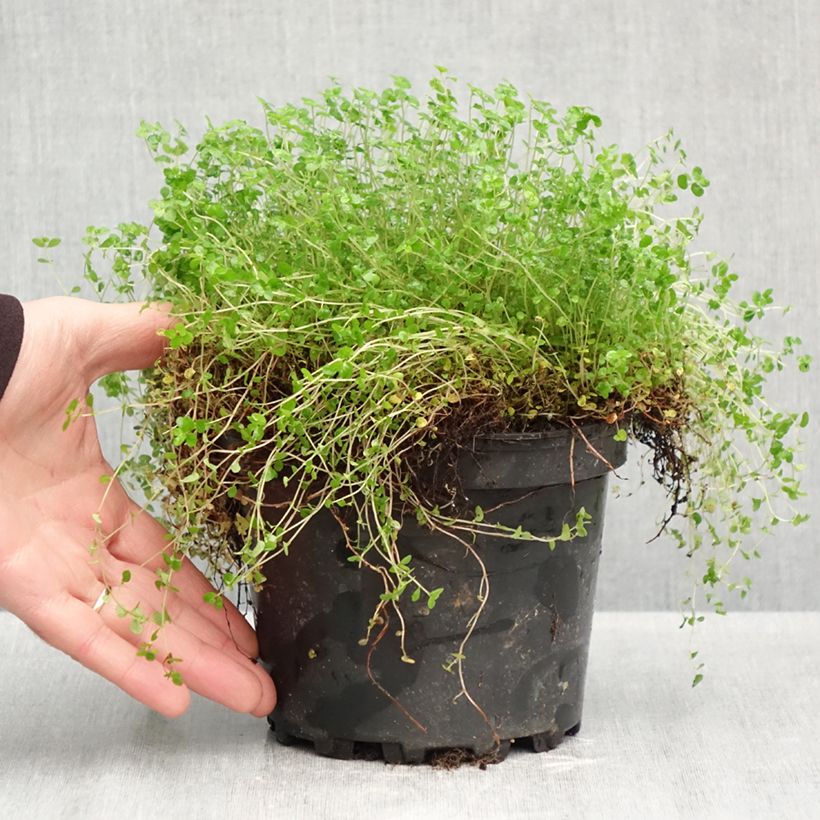 Esemplare di Helxine soleirolii Vaso da 2L/3L come consegnato in autunno
