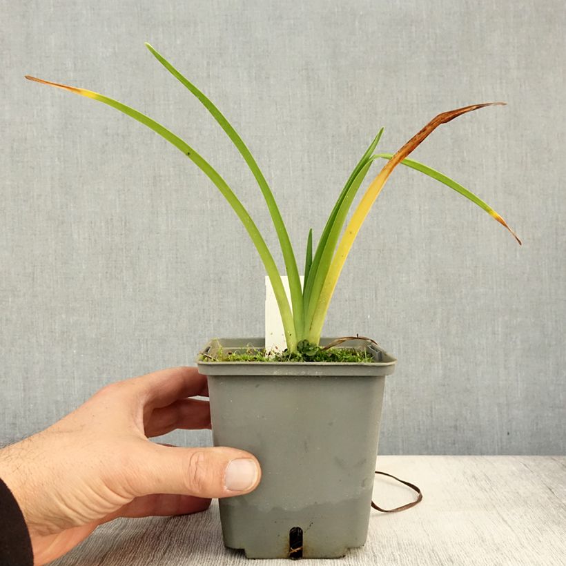 Esemplare di Hemerocallis Alaqua - Emerocallide Vaso da 1L/1,5L come consegnato in autunno