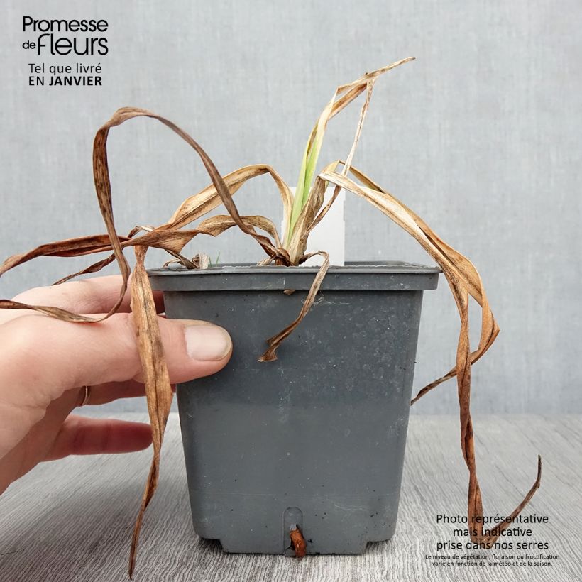 Hemerocallis Alaqua - Emerocallide Vaso da 1L/1,5L esemplare consegnato in inverno