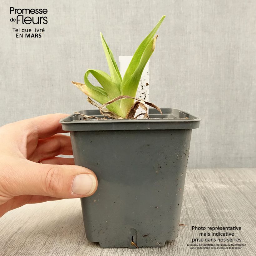 Hemerocallis Alaqua - Emerocallide Vaso da 1L/1,5L esemplare consegnato in primavera