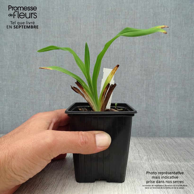Esemplare di Hemerocallis American Revolution - Emerocallide Vasetto da 8/9 cm come consegnato in autunno
