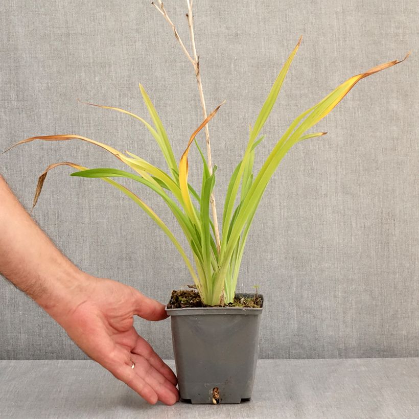 Esemplare di Hemerocallis Amerstone Amethyst Jewel - Emerocallide Vaso da 1L/1,5L consegnato in estate