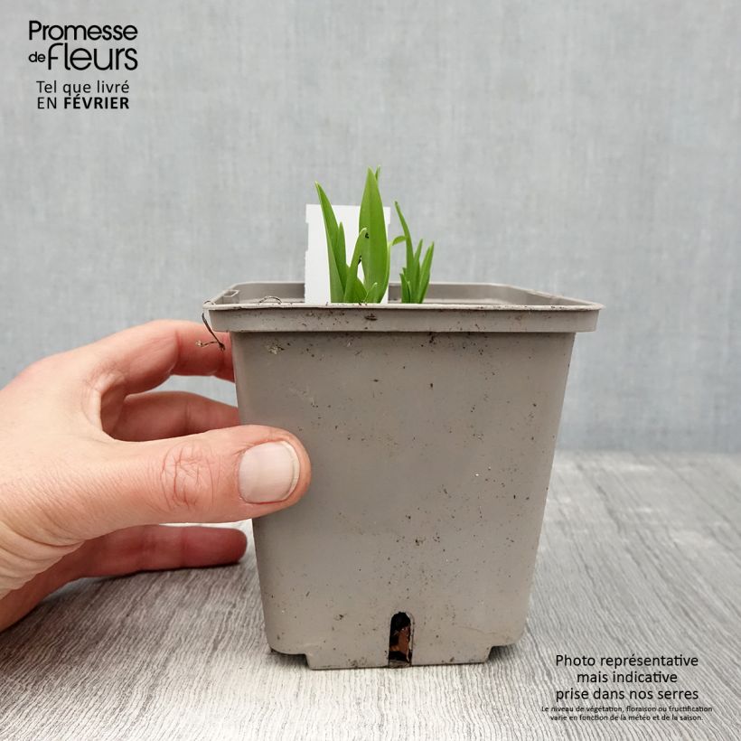 Hemerocallis Amerstone Amethyst Jewel - Emerocallide Vaso da 1L/1,5L esemplare consegnato in inverno