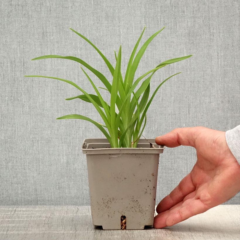 Hemerocallis Amerstone Amethyst Jewel - Emerocallide Vaso da 1L/1,5L esemplare consegnato in primavera