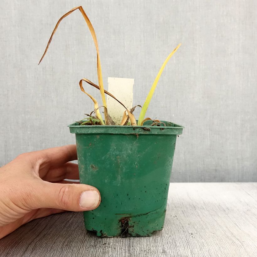 Esemplare di Hemerocallis Arctic Snow - Emerocallide Vaso da 1L/1,5L come consegnato in autunno