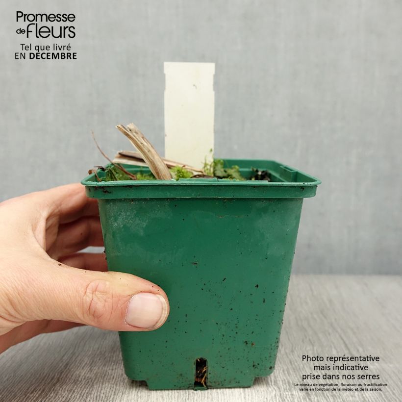 Hemerocallis Arctic Snow - Emerocallide Vaso da 1L/1,5L esemplare consegnato in inverno