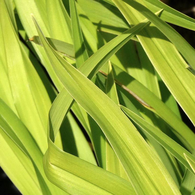 Hemerocallis Bakabana - Emerocallide (Fogliame)