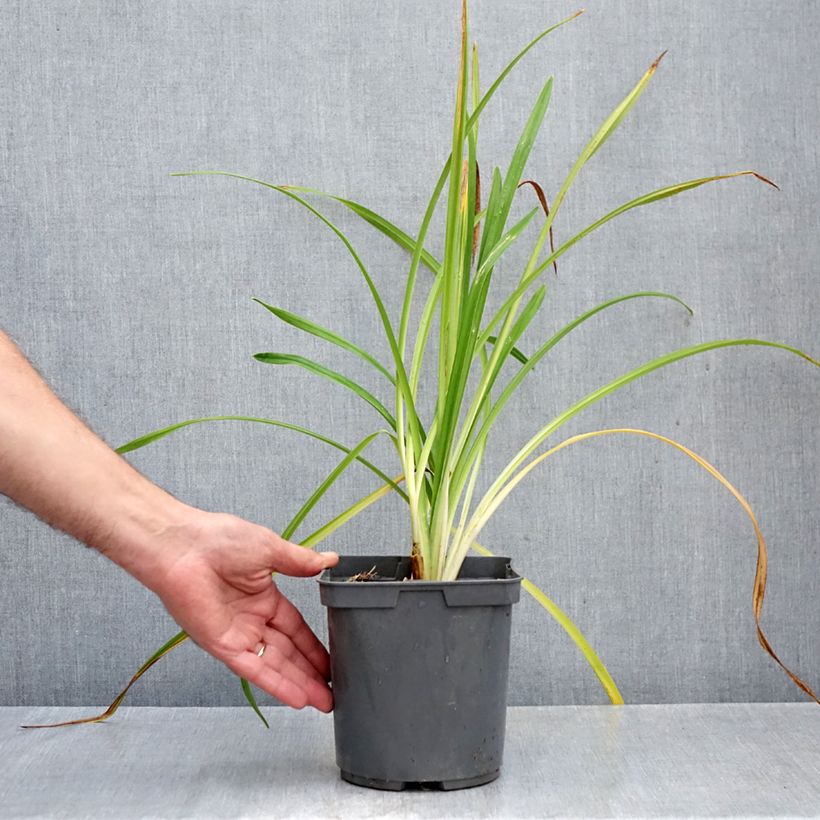 Esemplare di Hemerocallis Bakabana - Emerocallide Vaso da 2L/3L come consegnato in autunno