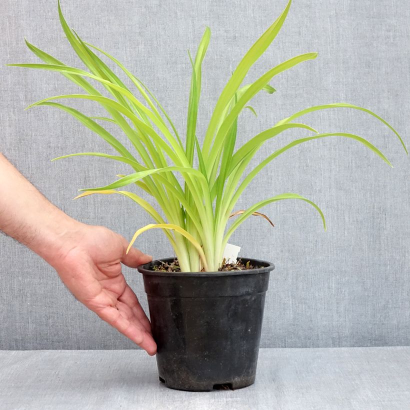 Hemerocallis Bakabana - Emerocallide Vaso da 2L/3L esemplare consegnato in primavera