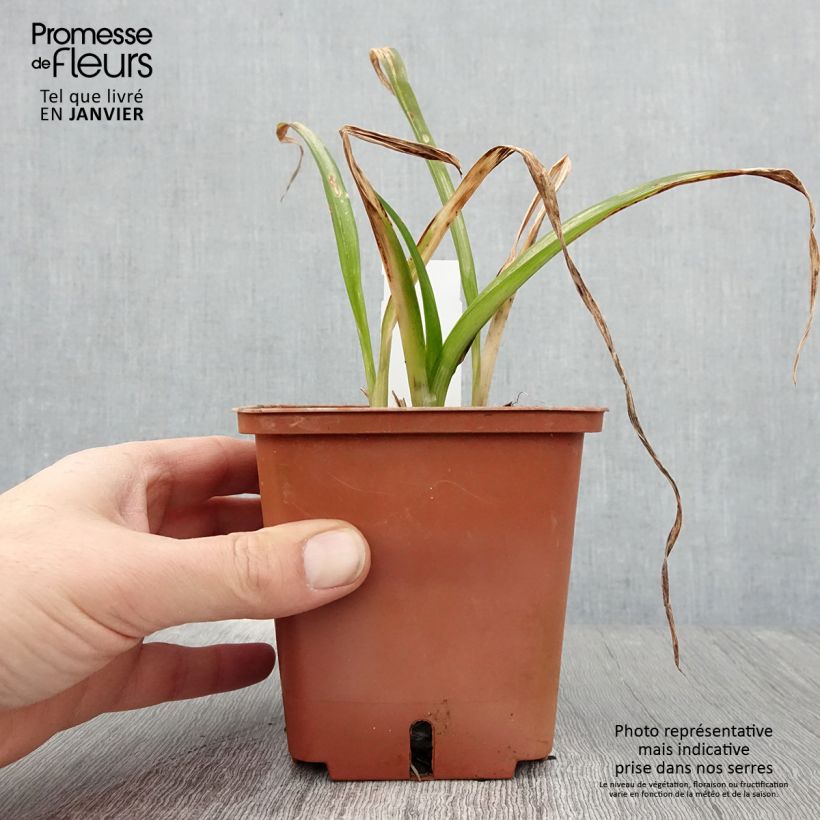 Hemerocallis Barbara Mitchell - Emerocallide Vaso da 1L/1,5L esemplare consegnato in inverno