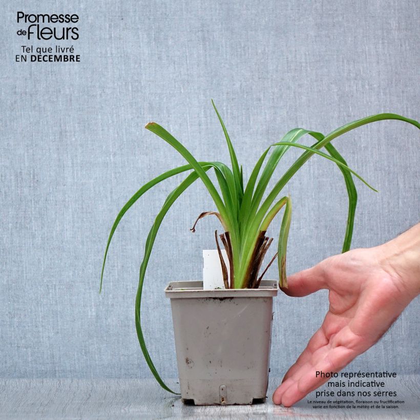 Esemplare di Hemerocallis Black Stockings - Emerocallide Vaso da 1L/1,5L come consegnato in autunno