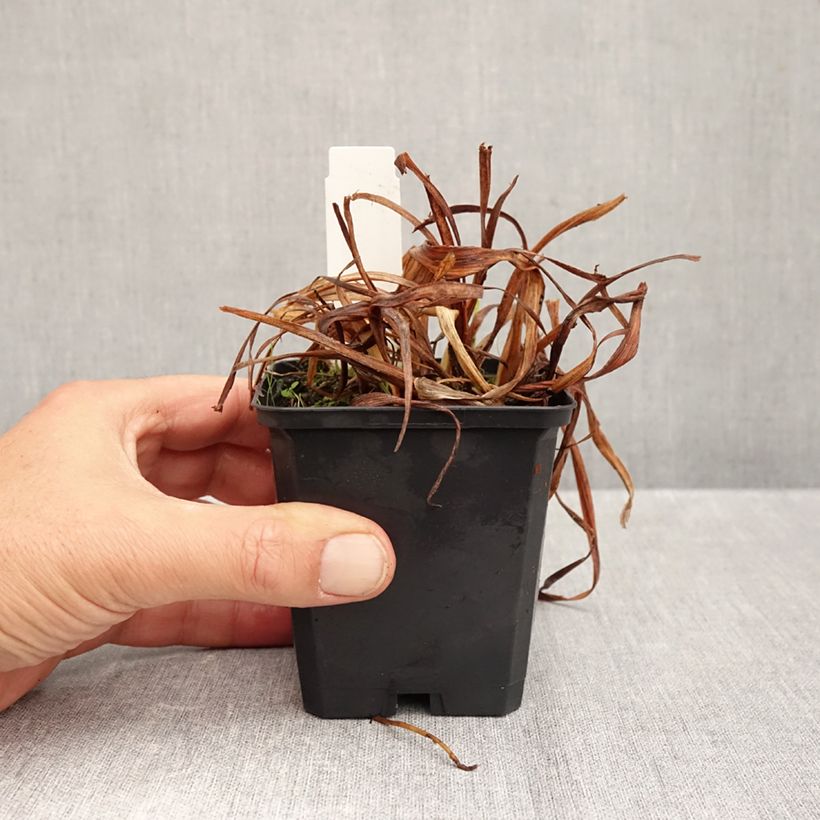 Esemplare di Hemerocallis Bonanza - Emerocallide Vasetto da 8/9 cm come consegnato in autunno
