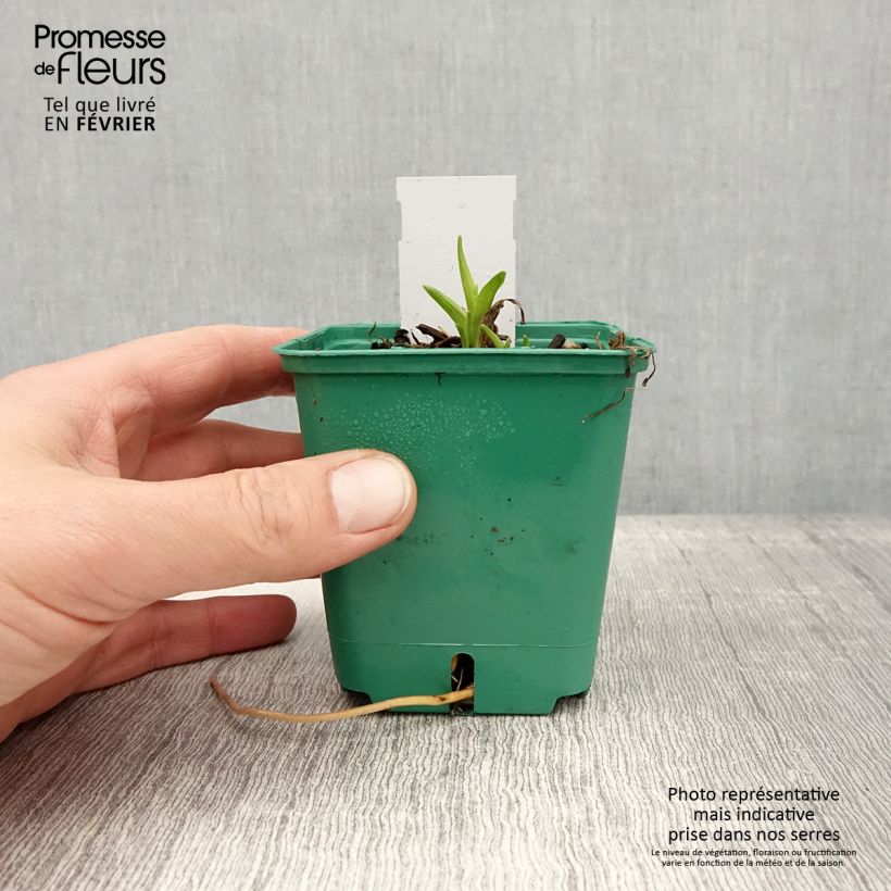 Hemerocallis Bonanza - Emerocallide Vasetto da 8/9 cm esemplare consegnato in inverno