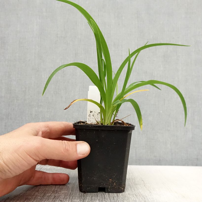 Hemerocallis Bonanza - Emerocallide Vasetto da 8/9 cm esemplare consegnato in primavera