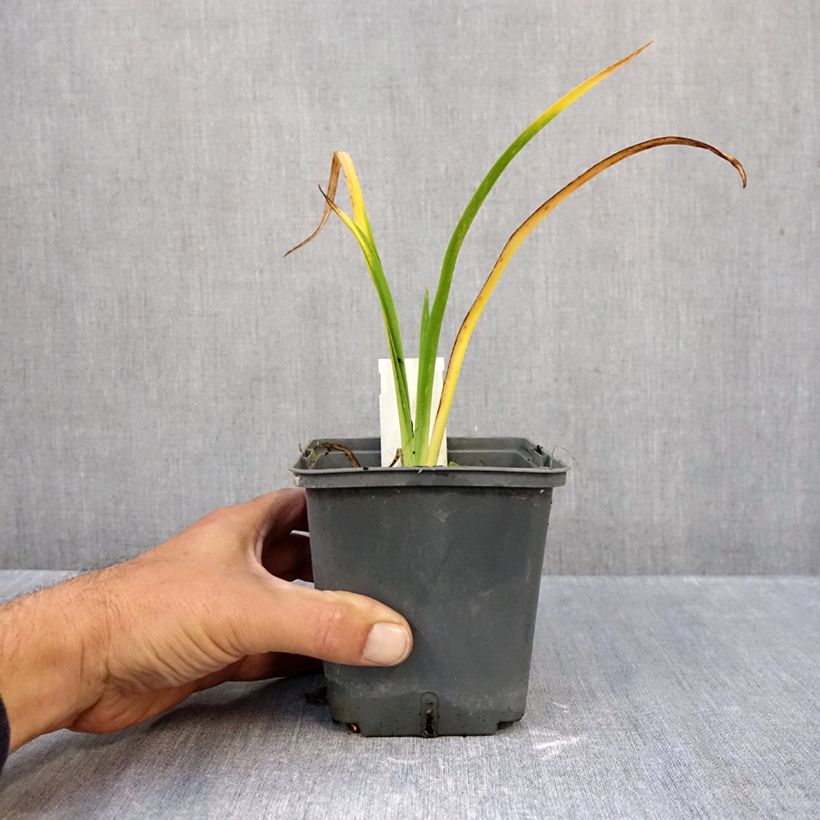 Esemplare di Hemerocallis Calico Jack - Emerocallide Vaso da 1L/1,5L come consegnato in autunno
