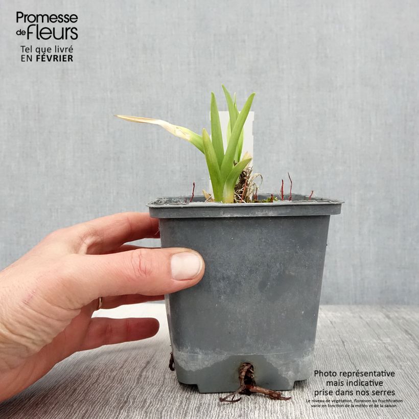 Hemerocallis Calico Jack - Emerocallide Vaso da 1L/1,5L esemplare consegnato in inverno