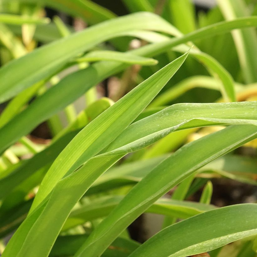 Hemerocallis Calico Jack - Emerocallide (Fogliame)