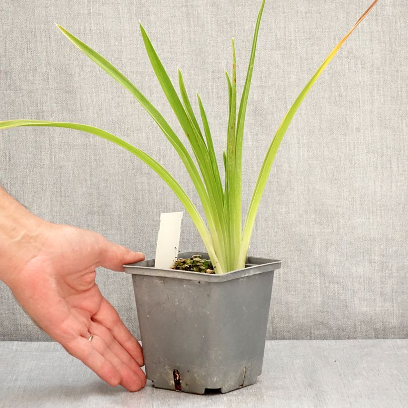 Esemplare di Hemerocallis Cape Breton - Emerocallide Vaso da 1L/1,5L consegnato in estate