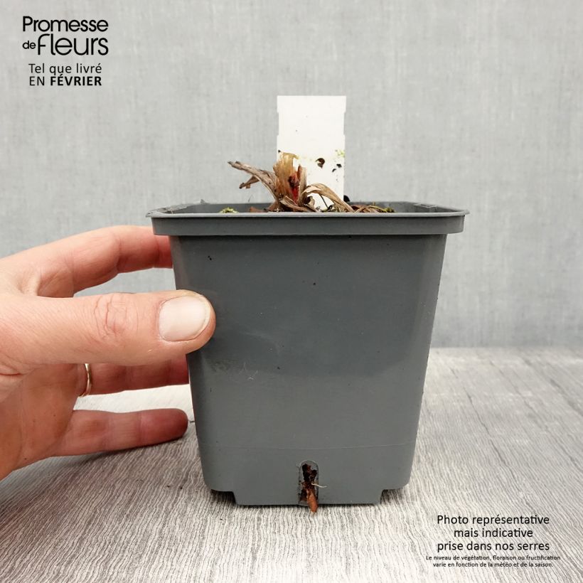 Hemerocallis Cape Breton - Emerocallide Vaso da 1L/1,5L esemplare consegnato in inverno