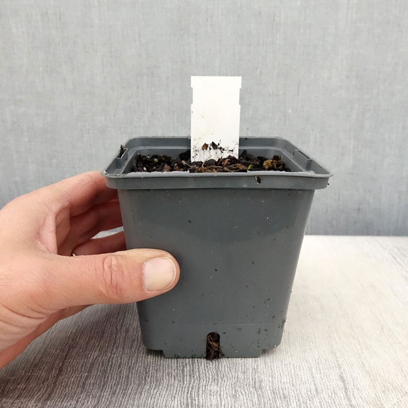 Hemerocallis Cape Breton - Emerocallide Vaso da 1L/1,5L esemplare consegnato in primavera