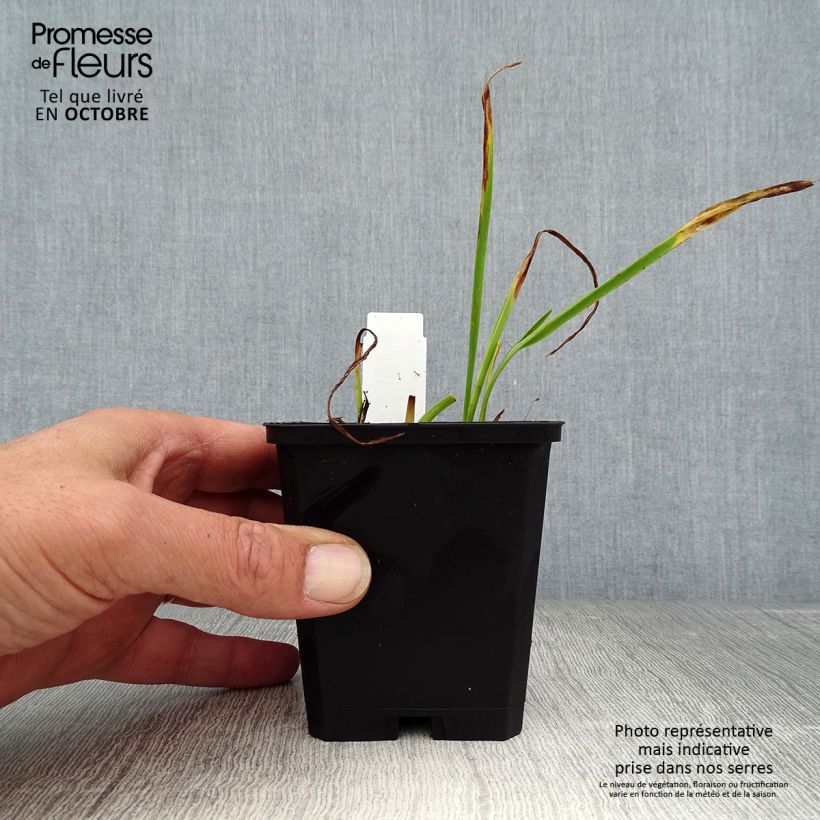 Esemplare di Hemerocallis Catherine Woodbury - Emerocallide Vasetto da 8/9 cm come consegnato in autunno