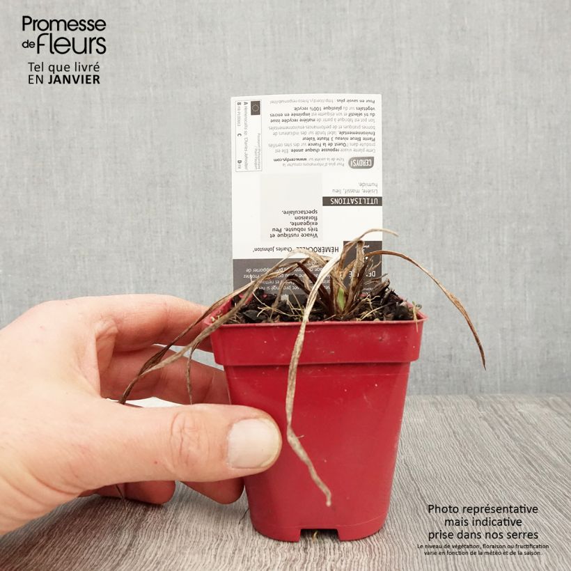 Hemerocallis Charles Johnson - Emerocallide Vasetto da 8/9 cm esemplare consegnato in inverno