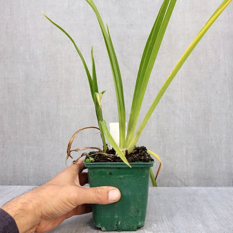 Esemplare di Hemerocallis Charles Johnson - Emerocallide Vaso da 1L/1,5L come consegnato in autunno