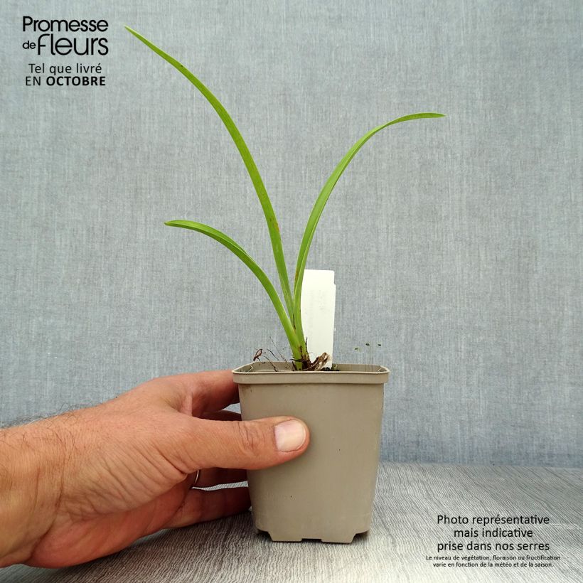 Esemplare di Hemerocallis Chicago Knobby - Emerocallide Vasetto da 8/9 cm come consegnato in autunno