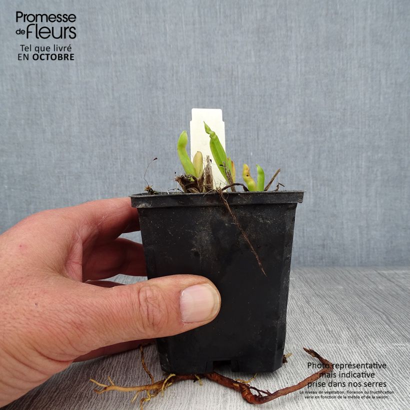 Esemplare di Hemerocallis Chicago Sunrise - Emerocallide Vasetto da 8/9 cm come consegnato in autunno