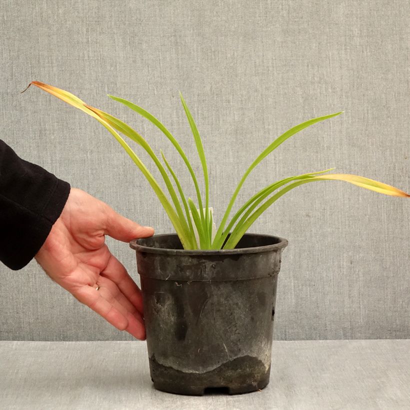 Esemplare di Hemerocallis Chicago Sunrise - Emerocallide Vaso da 2L/3L come consegnato in autunno