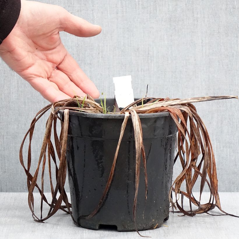 Hemerocallis Chicago Sunrise - Emerocallide Vaso da 2L/3L esemplare consegnato in inverno