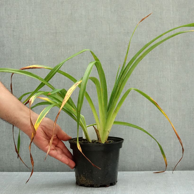 Esemplare di Hemerocallis Chocolate Candy - Emerocallide Vaso da 2L/3L come consegnato in autunno